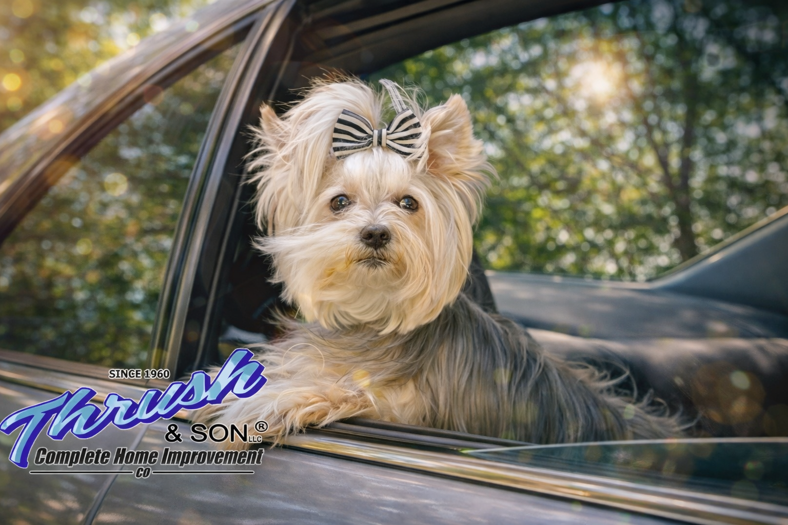 Resource Hub: Roof overhead protection concept featuring small dog looking out car window symbolizing comfort, safety, and protection from above.
