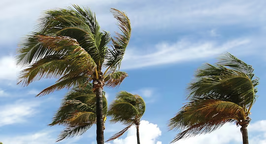 Palm trees bending in hurricane-force winds demonstrating the conditions shingles engineered for durability are designed to withstand